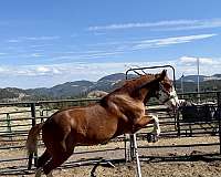 penning-paint-horse