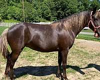 no-white-flaxen-mane-tail-horse