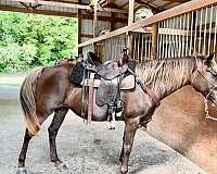 chocolate-no-white-flaxen-mane-tail-horse