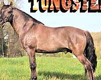no-white-flaxen-mane-tail