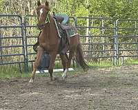 appaloosa-filly