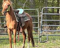 appaloosa-horse-for-sale