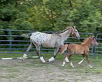 appaloosa-horse