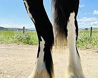 great-gelding-gypsy-vanner-horse