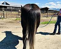 have-a-foal-gypsy-vanner-horse