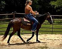 loads-trailers-paso-fino-horse