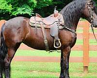 all-around-friesian-horse