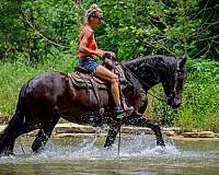 drill-team-friesian-horse