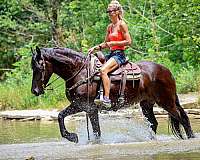 dressage-friesian-horse