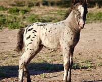 color-producer-show-appaloosa-horse