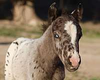 leopard-appaloosa-horse