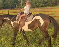 paint-mare