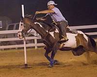 paint-horse-for-sale
