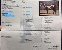 paint-horse
