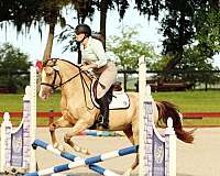 14-hand-champagne-pony