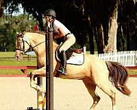 buckskin-champagne-dressage-pony