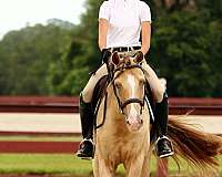buckskin-champagne-driving-pony