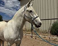 mustang-horse-for-sale