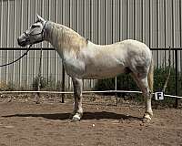 mustang-gelding