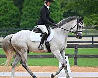 athletic-thoroughbred-horse
