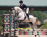 dressage-thoroughbred-horse