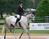 eventing-thoroughbred-horse