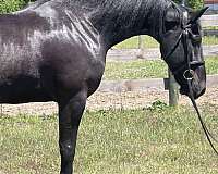 athletic-friesian-horse