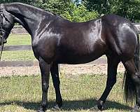 dressage-friesian-horse