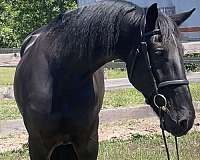sporthorse-friesian-horse