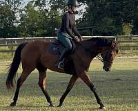 all-around-thoroughbred-horse