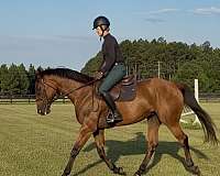 athletic-thoroughbred-horse