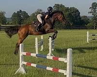 eventing-thoroughbred-horse