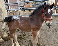 cross-halter-colt-mare