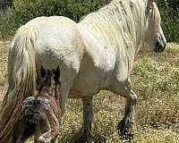 14-hand-gypsy-vanner-colt
