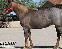 handy-quarter-pony