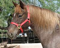 reg-quarter-pony
