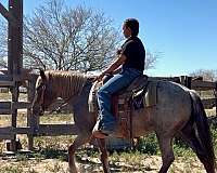 red-roan-iqpa-mare