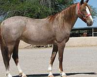 great-size-mare