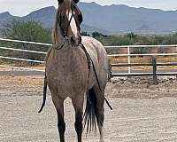 all-around-pony