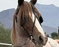 beginner-pony