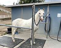 white-horse-tennessee-walking