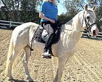 long-mane-tennessee-walking-horse