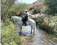 long-tail-tennessee-walking-horse