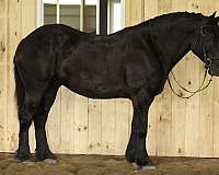 black-star-horse
