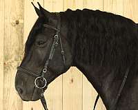 trail-horse-draft