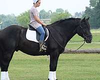 kid-safe-draft-horse