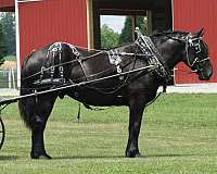 beautiful-draft-horse