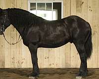 draft-cross-horse