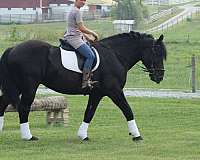 draft-horse