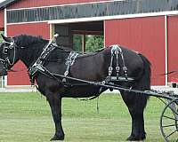 all-around-draft-horse